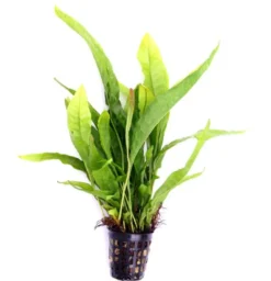 Javafarn, Microsorum pteropus, im Topf