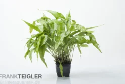Javafarn, Microsorum pteropus, XXL Topf, Mutterpflanze