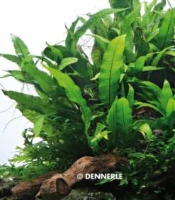 Javafarn, Microsorum pteropus, XXL Topf, Mutterpflanze