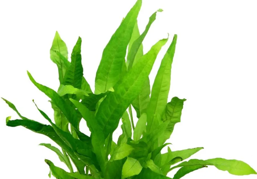 Javafarn, Microsorum pteropus, XXL Topf, Mutterpflanze