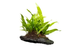 Javafarn, Microsorum pteropus, auf Holzwurzel L, ca. 12-18 cm