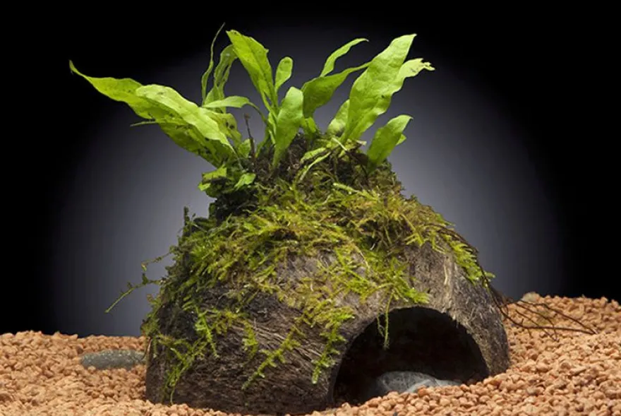 Javafarn, Microsorum pteropus, auf Kokosnussschale