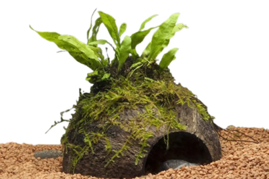 Javafarn, Microsorum pteropus, auf Kokosnussschale