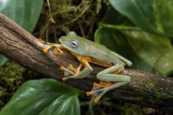 Java-Flugfrosch, Rhacophorus reinwardtii