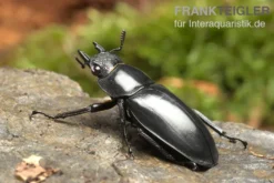Java-Hirschkäfer, Hexarthrius buqueti, gemischt