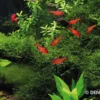 Javamoos, Vesicularia dubyana, Dose 250 ml