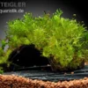 Javamoos, Vesicularia dubyana, auf Kokosnussschale