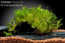 Javamoos, Vesicularia dubyana, auf Kokosnussschale