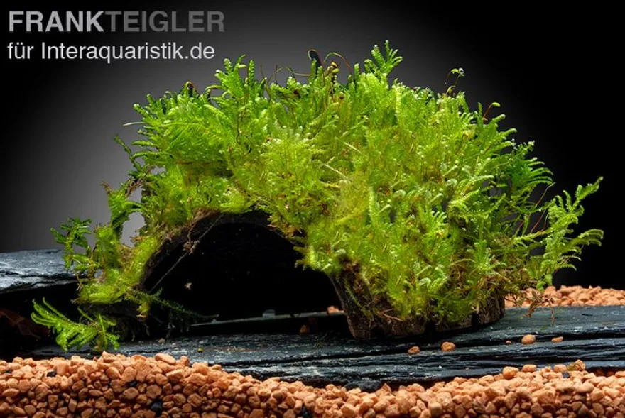 Javamoos, Vesicularia dubyana, auf Kokosnussschale