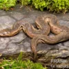 Javanische Warzenschlange, Acrochordus javanicus