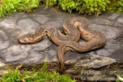 Javanische Warzenschlange, Acrochordus javanicus