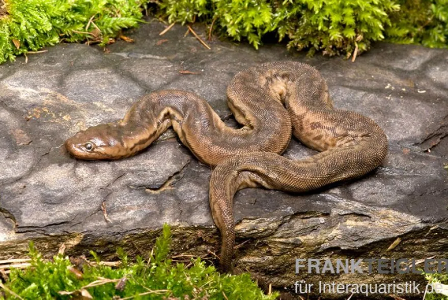 Javanische Warzenschlange, Acrochordus javanicus