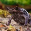 Java Zipfelfrosch, Megophrys montana