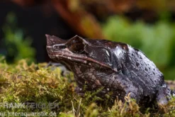 Java Zipfelfrosch, Megophrys montana