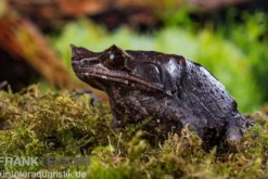 Java Zipfelfrosch, Megophrys montana
