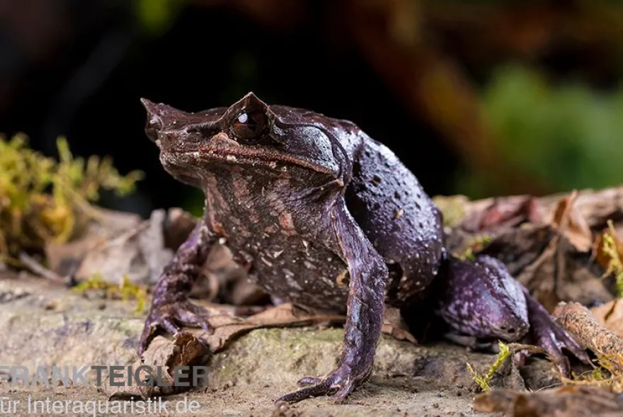 Java Zipfelfrosch, Megophrys montana
