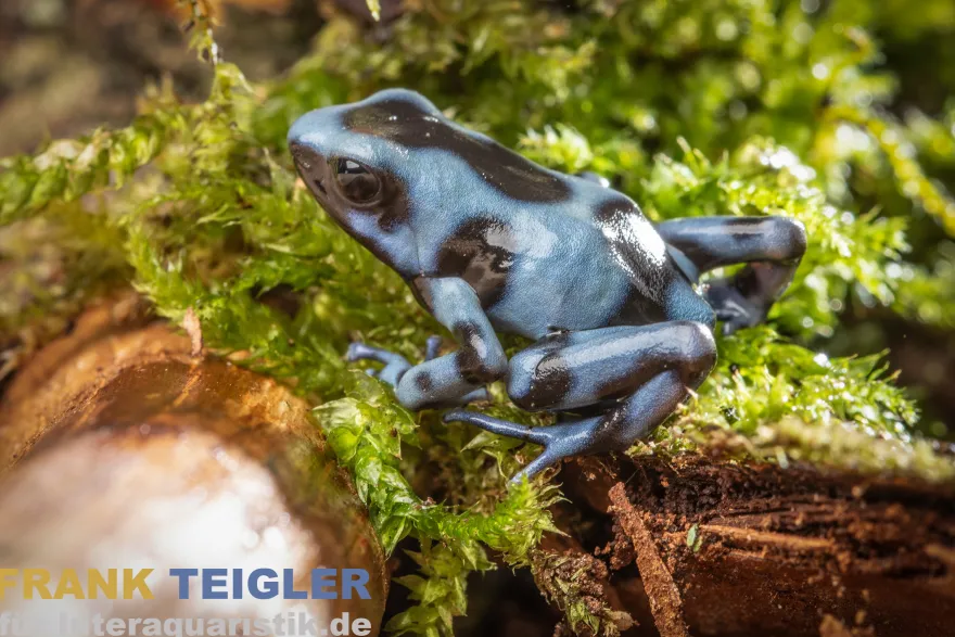 Jeansblauer Pfeilgiftfrosch, Dendrobates auratus blau