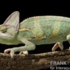 Jemenchamäleon, Chamaeleo calyptratus