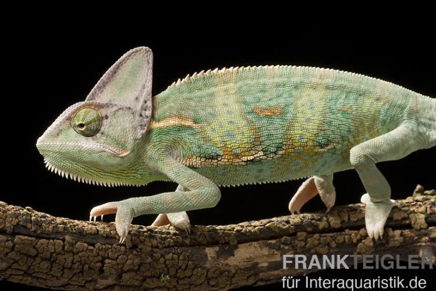 Jemenchamäleon, Chamaeleo calyptratus