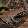 Jerdons Weißlippen-Hornfrosch, Xenophrys major