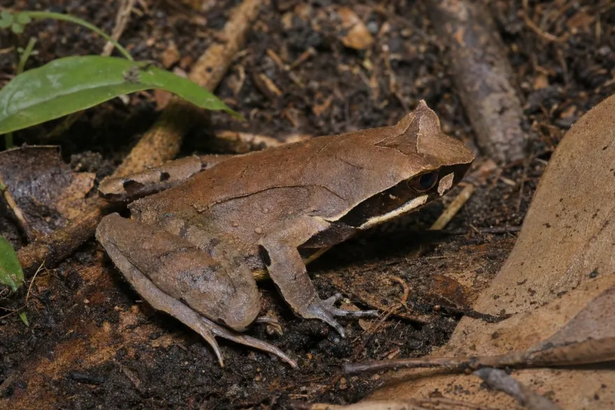 Jerdons Weißlippen-Hornfrosch, Xenophrys major