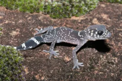 Jim Knopfschwanzgecko, Underwoodisaurus milii