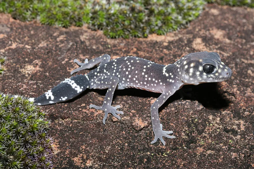 Jim Knopfschwanzgecko, Underwoodisaurus milii