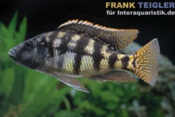 Johnstoni-Buntbarsch, Placidochromis johnstoni