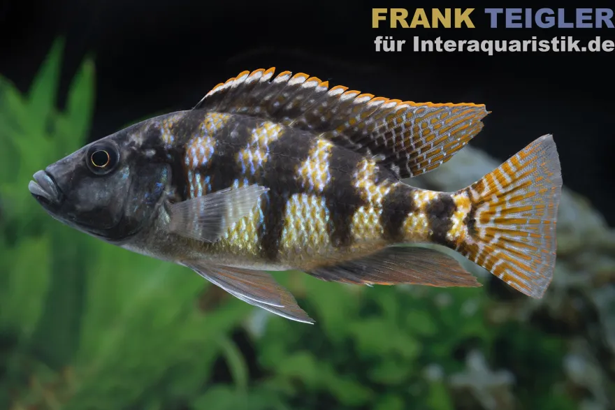 Johnstoni-Buntbarsch, Placidochromis johnstoni
