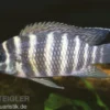Joka-Tilapie, Tilapia joka