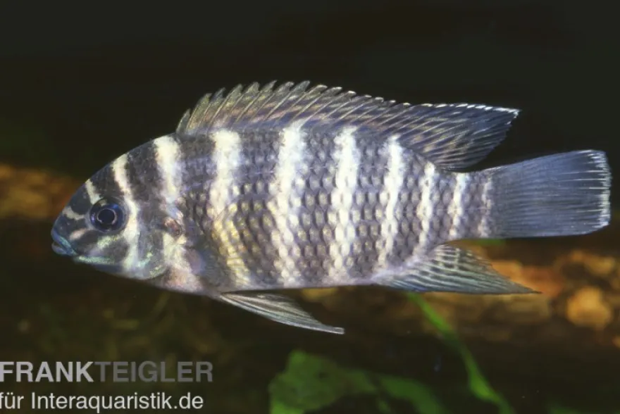 Joka-Tilapie, Tilapia joka