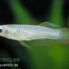 Jonstons Leuchtaugenfisch, Aplocheilichthys johnstoni