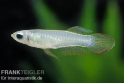 Jonstons Leuchtaugenfisch, Aplocheilichthys johnstoni