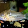 Julii-Panzerwels, Corydoras julii