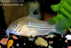 Julii-Panzerwels, Corydoras julii
