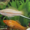 Jumbo-Schwertträger im Farbmix, Xiphophorus helleri