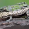 Jungferngecko, Lepidodactylus lugubris, Juvenils