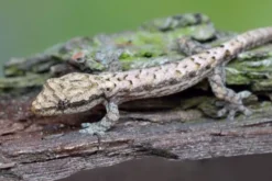 Jungferngecko, Lepidodactylus lugubris, Juvenils
