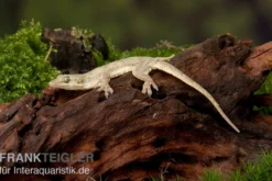 Jungferngecko, Lepidodactylus lugubris, Juvenils