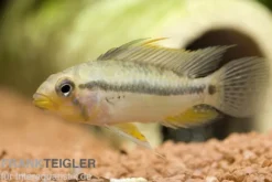 Jurua Zwergbuntbarsch, Apistogramma juruensis, gemischt