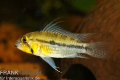 Jurua Zwergbuntbarsch, Apistogramma juruensis, gemischt