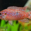 Juwelenbuntbarsch, Hemichromis lifalili