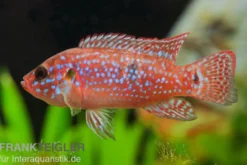 Juwelenbuntbarsch, Hemichromis lifalili