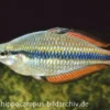 Juwelen-Regenbogenfisch, Melanotaenia trifasciata