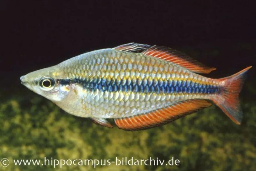 Juwelen-Regenbogenfisch, Melanotaenia trifasciata