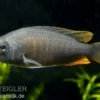 Kadango-Cichlide, Copadichromis borleyi Red Fin, 6-8 cm