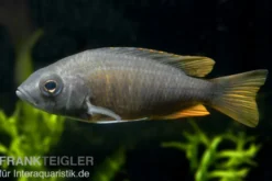 Kadango-Cichlide, Copadichromis borleyi Red Fin, 6-8 cm