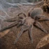 Kaeng-Krachan-Vogelspinne, Chilobrachys kaeng krachan
