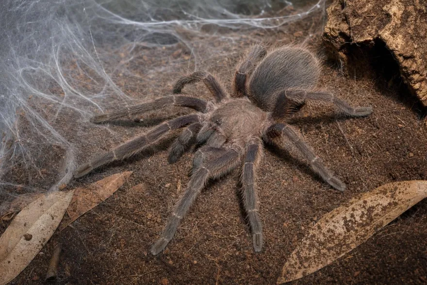 Kaeng-Krachan-Vogelspinne, Chilobrachys kaeng krachan