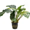 Kaffeeblättriges Speerblatt, Anubias coffeefolia, im Topf